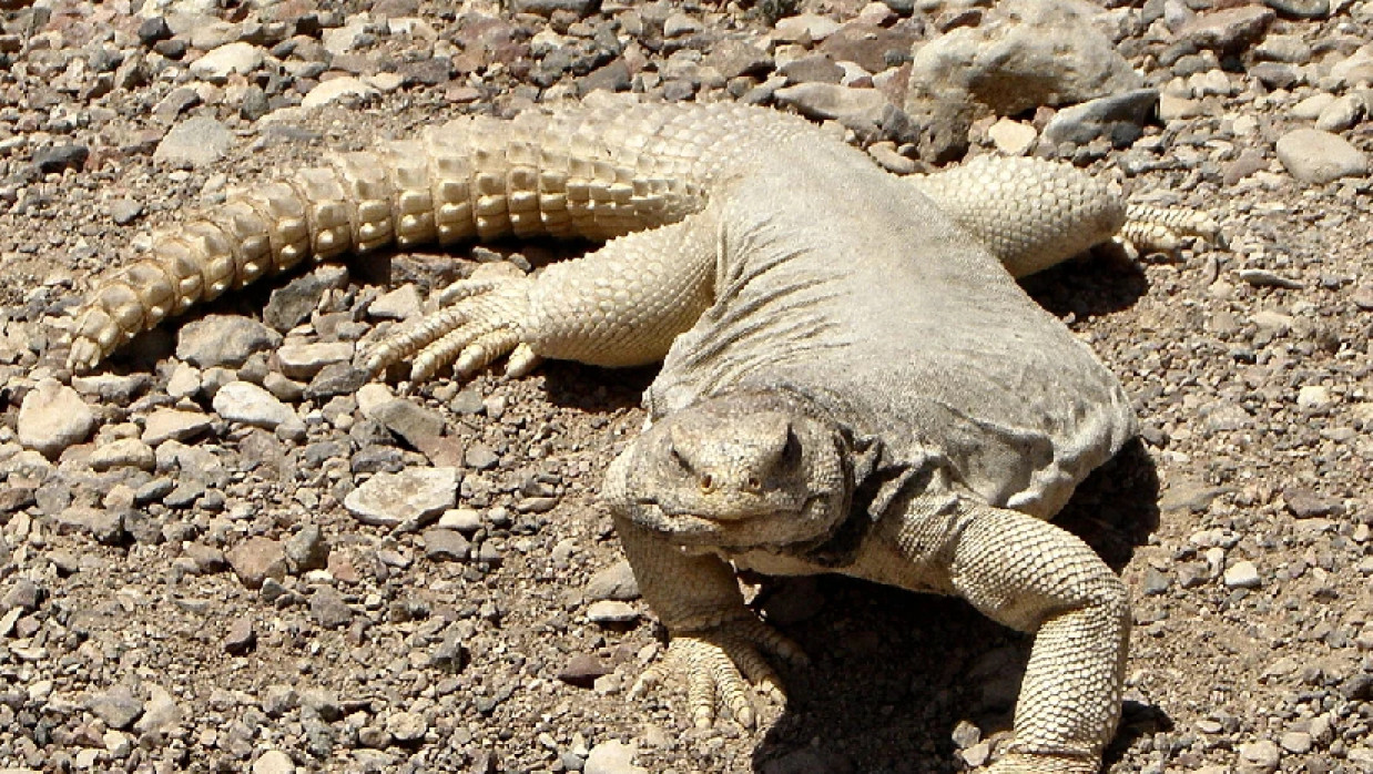 মরুভূমির প্রাণীর প্রজাতি সান্ডা