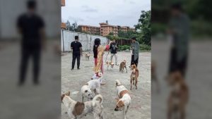 বন্ধ ক্যাম্পাসে নির্বাক প্রাণীদের পাশে ববি'র একদল শিক্ষার্থী