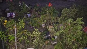 সন্তান না থাকায় গাছে মমতা, শিক্ষকের বিরুদ্ধে ছাদবাগান গুঁড়িয়ে দেয়ার অভিযোগ 